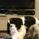 Illustration for article titled Look At These Dogs And Cats Confused By Xbox One